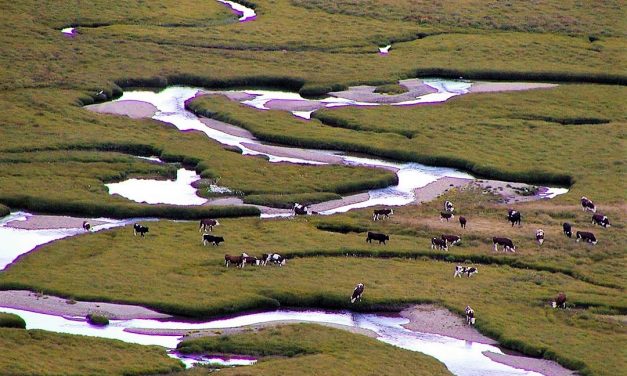 Sopravviveranno i pascoli del Parco Nazionale Gran Paradiso?