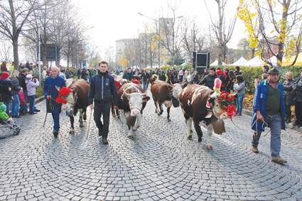 Appuntamenti di domenica 25 novembre