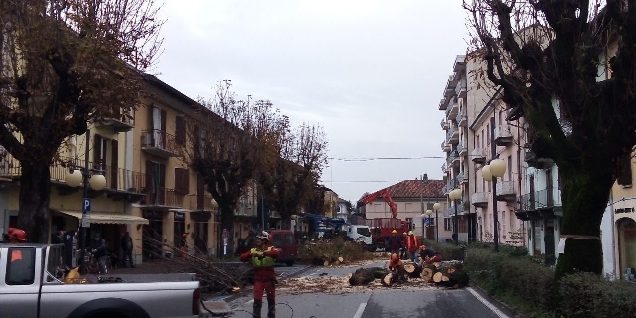 Rivarolo: tagliati gli alberi in viale Berone