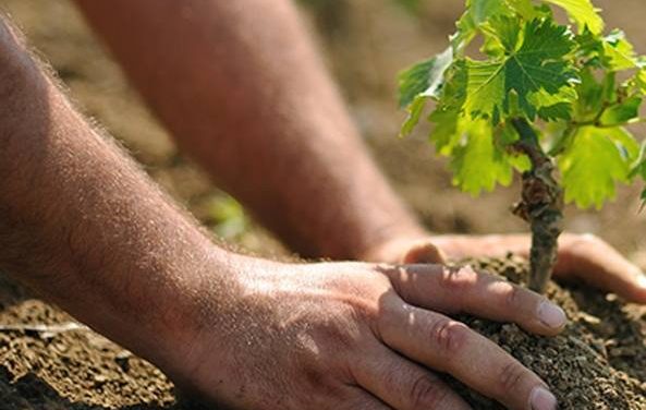 Agricoltura: in Piemonte nasce la “Banca della Terra”