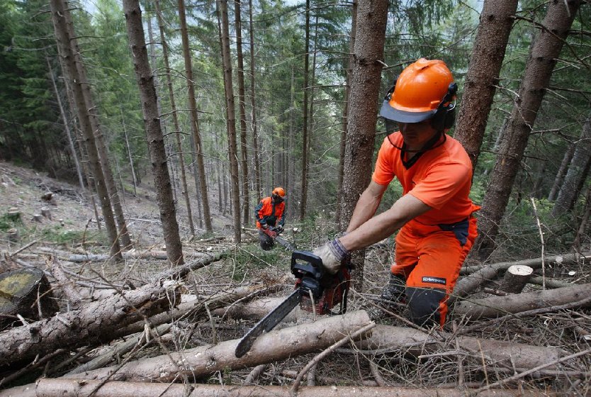 Cantieri di lavoro per  la manutenzione di foreste e boschi pronti a partire la prossima settimana