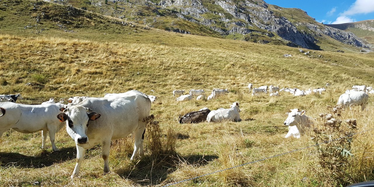 Negli alpeggi iniziano a scarseggiare erba e acqua e diminuisce la produzione di latte.