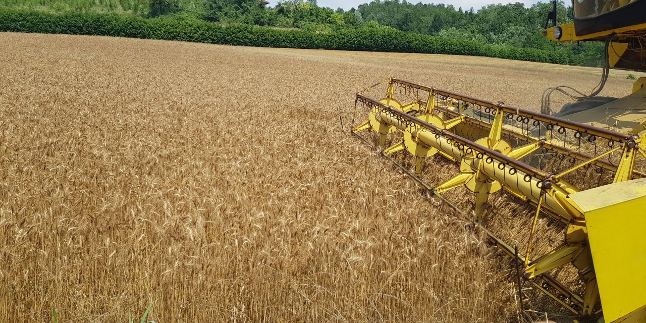 PROVINCIA DI TORINO – Quasi terminata la campagna del grano più difficile degli ultimi anni.