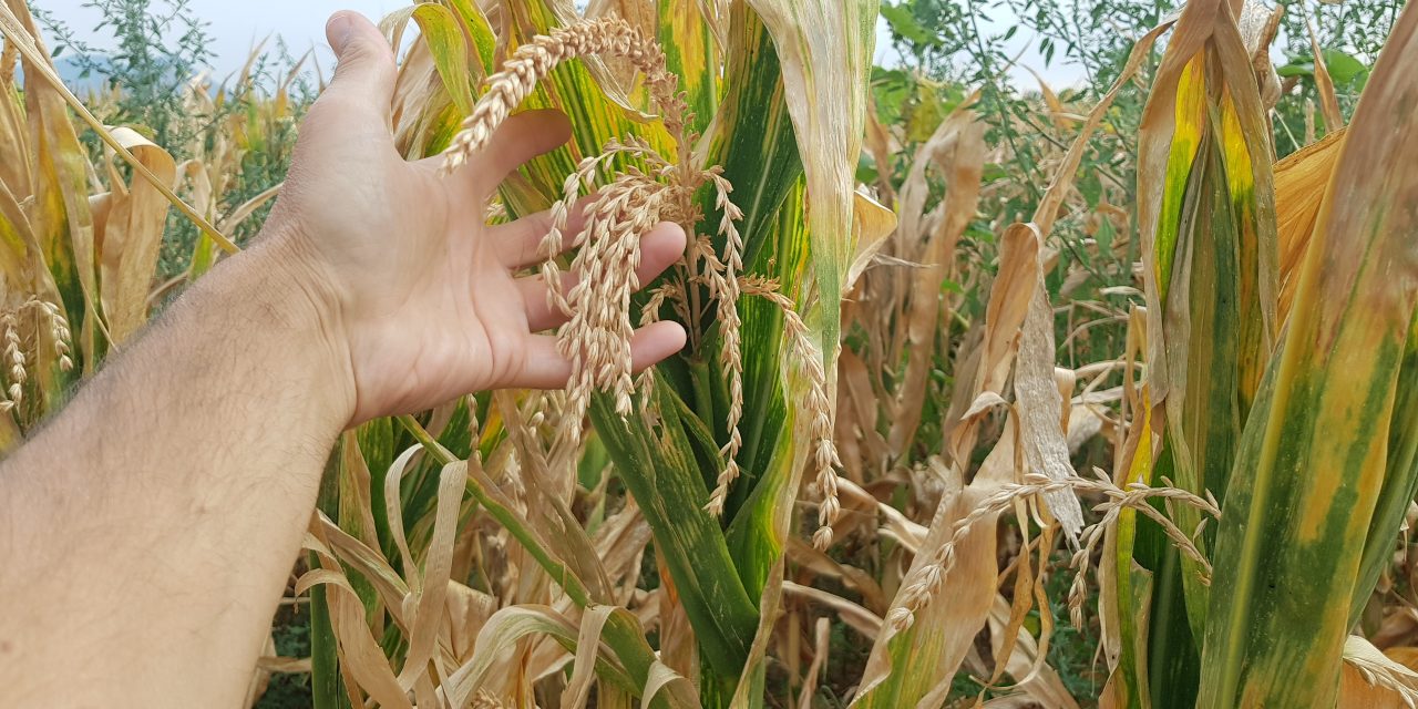 Coldiretti Torino chiede alle banche la sospensione del pagamento delle rate dei finanziamenti per gli agricoltori colpiti da siccità e grandinate