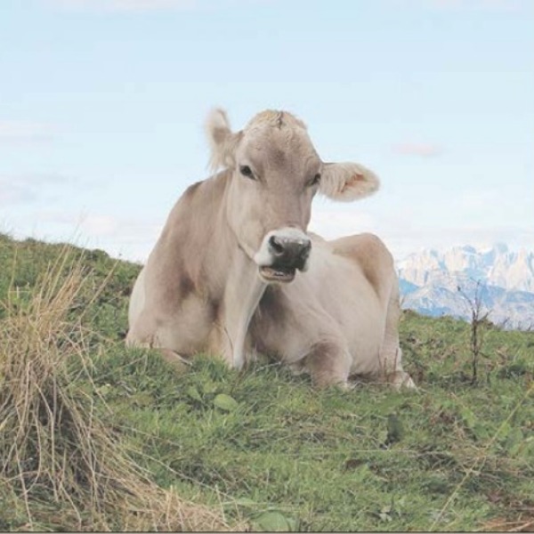 IVREA – La siccità colpisce anche gli alpeggi