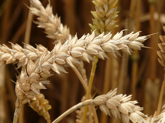 Se il chicco di grano caduto in terra muore, produce molto frutto. Commento al Vangelo di domenica 17 marzo