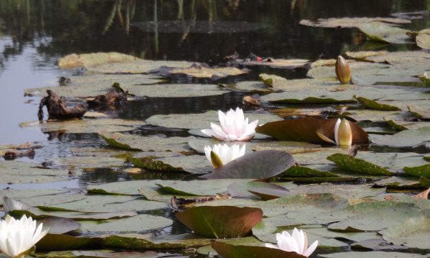 CITTÀ METROPOLITANA ED ENEA – Insieme per la tutela dei siti della Rete Natura 2000