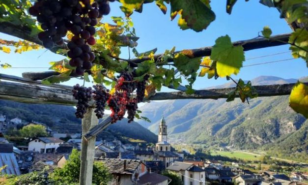 CAREMA – Torna dal 26 al 29 settembre la Festa dell’Uva e del Vino