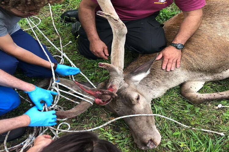 SALVIAMOLI INSIEME ON THE ROAD – Anche nel 2025 si rinnova la convenzione con il CANC di Grugliasco per la fauna selvatica